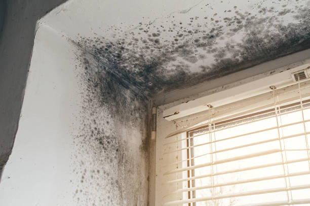 Affordable Mold Cleanup solutions in Capitol Heights, MD